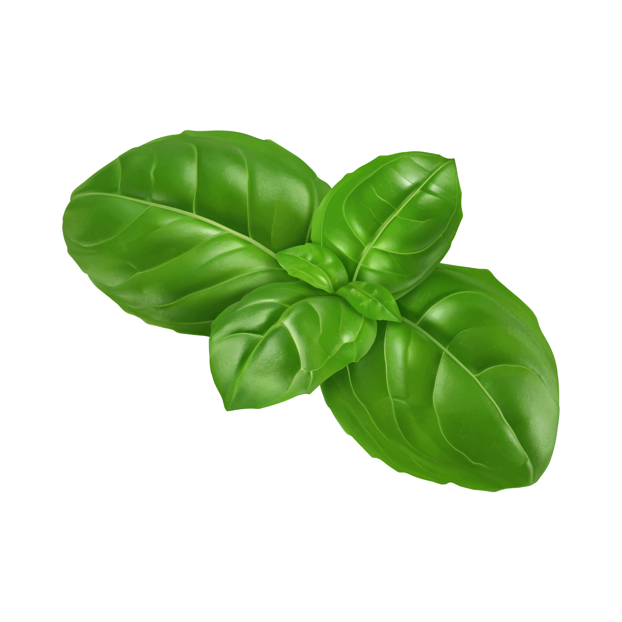 Basil leaf